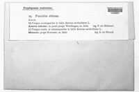 Puccinia obtusa image